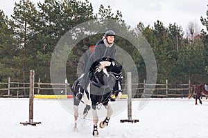 A rider on a horse jumps over the barrier in the arena in winter. A girl in black clothes sits on a gelding. Background of spruce