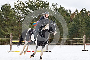 A rider on a horse jumps over the barrier in the arena in winter. A girl in black clothes sits on a gelding. Background of spruce