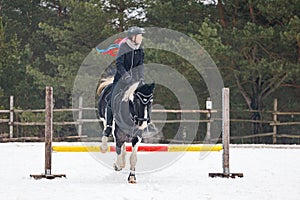 A rider on a horse jumps over the barrier in the arena in winter. A girl in black clothes sits on a gelding. Background of spruce