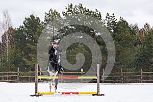 A rider on a horse jumps over the barrier in the arena in winter. A girl in black clothes sits on a gelding. Background of spruce