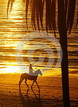 Rider on horseback at beach