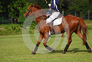 Rider horseback on polocrosse pony
