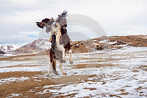 Rider with hunting trained golden eagle raising a horse on its hind legs