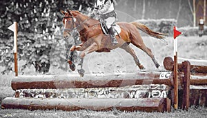 Rider jumps a horse during practice on cross country eventing course, duotone art