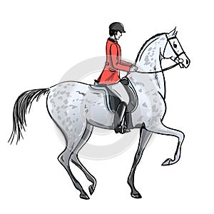 Rider man and dapple grey horse on white. Horseman in red jacket on stallion.