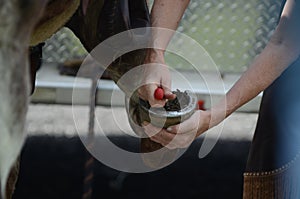 A rider picks out her horse's hooves photo