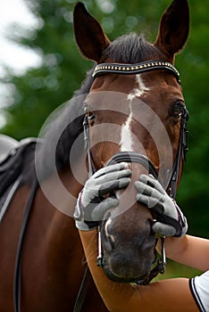 The rider`s gloved hands are wrapped around the horse`s head. Horse`s head in the bridle close-up