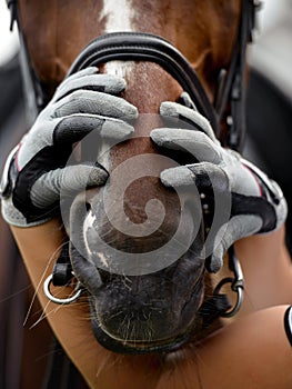 The rider`s gloved hands are wrapped around the horse`s head. Horse`s head in the bridle close-up