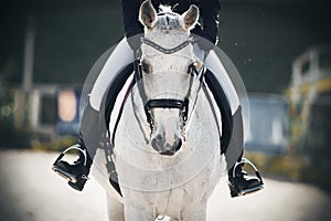 A rider sits astride a gray horse that walks through the arena