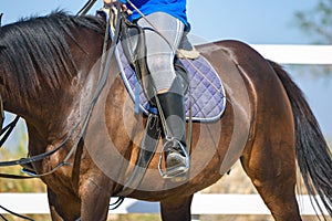 The rider sits on a horse, a view of the saddle and stirrup