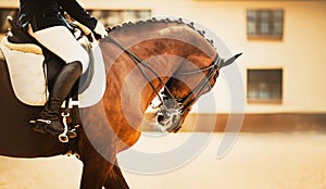 A rider sits in the saddle on a beautiful bay horse with a braided mane. Riding a horse. Equestrian sports. Dressage