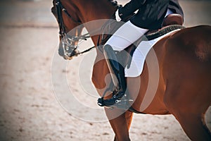 The rider sits in the saddle on graceful horse serving on the competition in dressage