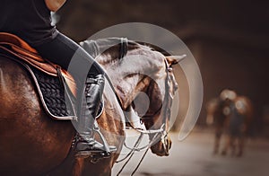 A rider is sitting on a bay horse in the saddle. Equestrian sports. Horse riding