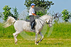 Rider on white arabian horse