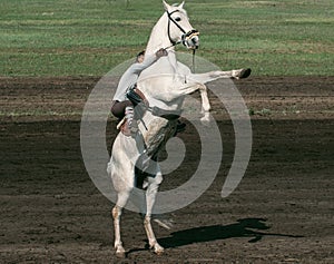 Rider on white horse stands on its hind legs, horse reared