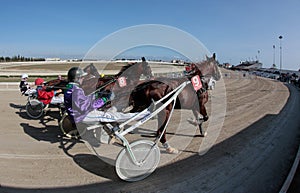 Horse harness race in mallorca hippodrome wide