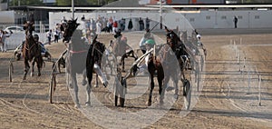 Horse harness race in mallorca hippodrome