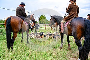 Rider waiting for hunt with hunting dogs, hunter hounds, beagle dogs waiting for hunt