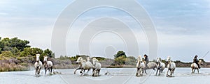 Riders on the White horses of Camargue galloping through water.