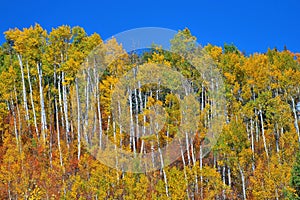 Ridge of aspen trees display Fall Colors in Colorado