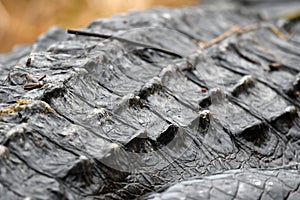 Ridge of epidermal scutes along the back of an American Alligator photo
