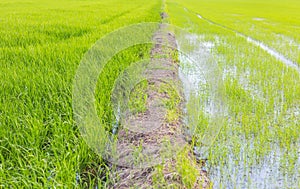The ridge staight way thougt the rice field
