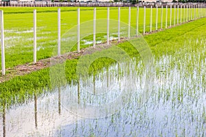 The ridge staight way thougt the rice field