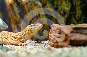 Ridge-tailed monitor or Ackies dwarf monitor