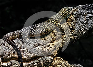 Ridge-tailed monitor on the branch 1 photo