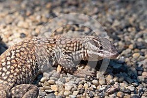Ridge-tailed monitor lizard
