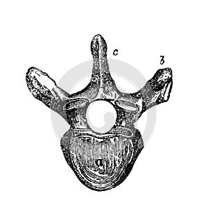 Ridge vertebra in the Hygiene course, by M. Volkova, 1899, St. Petersburg