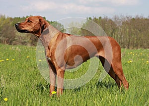 Ridgeback