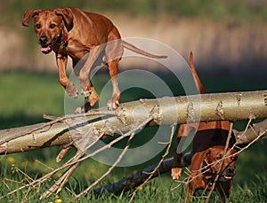 Ridgeback