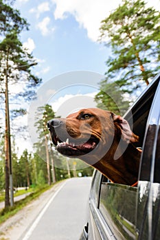 Ridgeback dog enjoying ride in car looking out of window