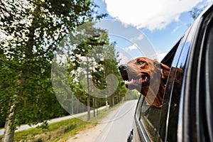 Ridgeback dog enjoying ride in car looking out of window