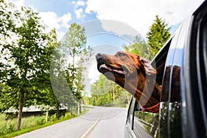 Ridgeback dog enjoying ride in car looking out of window