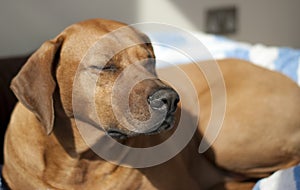 Ridgeback dog sleeping in the sun