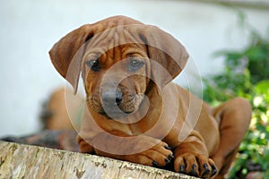 Ridgeback puppy