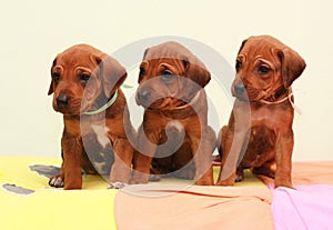 Ridgeback puppy