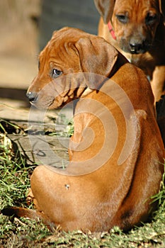 Ridgeback puppy
