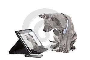 Ridgeback puppy with tablet computer