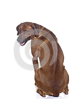 Ridgeback showing his back