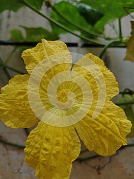 Yellow Ridged Gourd flower photo