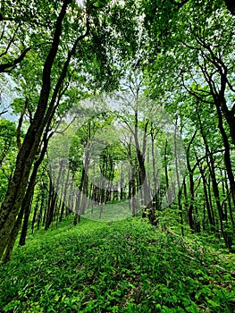 Ridgeline forest Cumberland Trail nature art