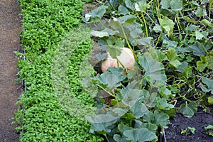 Ridges with vegetables in the garden. Pumpkins growing in the beds. Agriculture. Growing vegetables in long, even beds