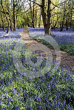 The Ridgeway path through Bluebell Wood Pitstone Hill The Chilterns Buckinghamshire Home Counties En