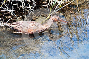 Ridgway`s Rail aka Rallus Obsoletus at Bird Sanctuary