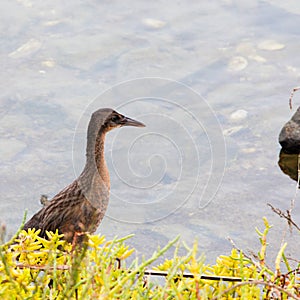 Ridgway`s Rail bird aka Rallus Obsoletus at Bird Sanctuary in Orange County California.