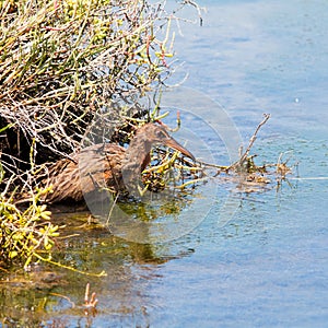 Ridgway`s Rail bird aka Rallus Obsoletus at Bird Sanctuary in Orange County California. Clapper Rail.