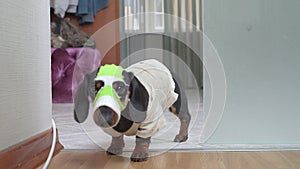 Ridiculous dachshund puppy in old dirty t-shirt, and with handmade balaclava made from green baby sock on its head looks